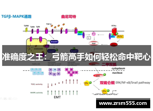 准确度之王：弓箭高手如何轻松命中靶心